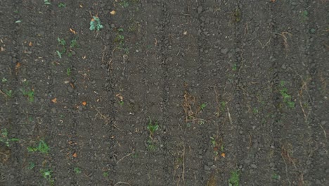 Top-down-aerial-view-zooming-into-a-pumpkin-field-after-harvest