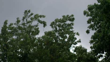naturaleza tormenta viento dosel 2