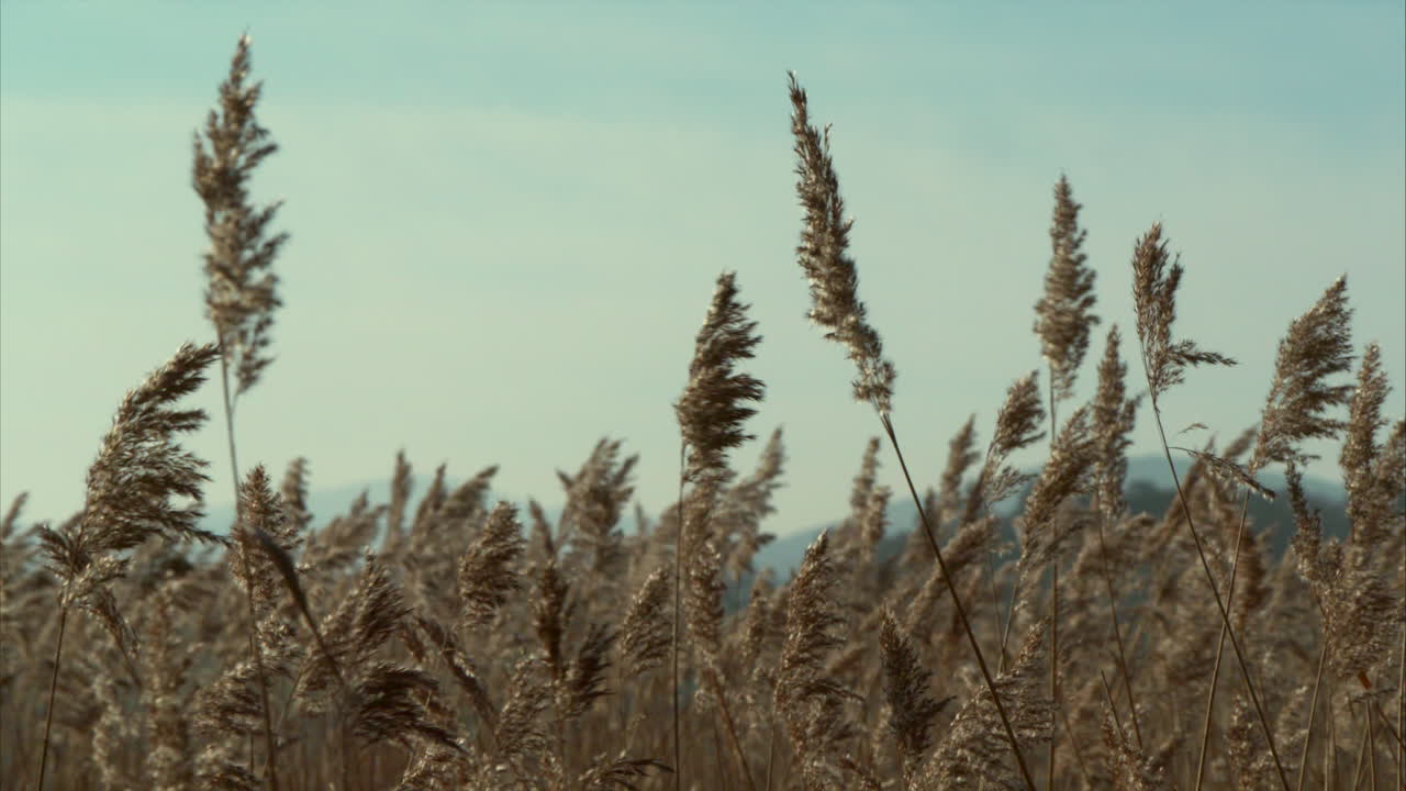 cañas que soplan en una suave brisa en 4k