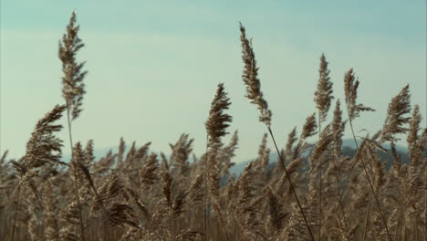 Reeds-blowing-in-a-gentle-breeze-in-4K