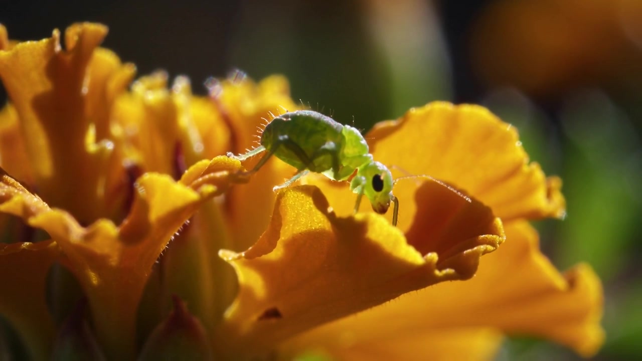 Ninfa verde della linfa che striscia lungo il bordo di una calendula su un petalo riscaldato dal sole, in cerca di cibo.