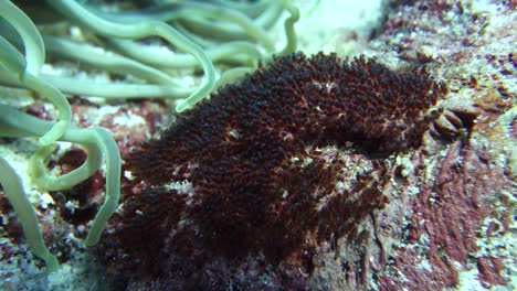 saddleback anemonefish egg cluster near anemone on coral reef, closeup