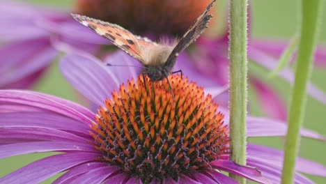 Close-up-macro-of-a-butterfly-sucking-nectar-in-violet-and-orange-flowers