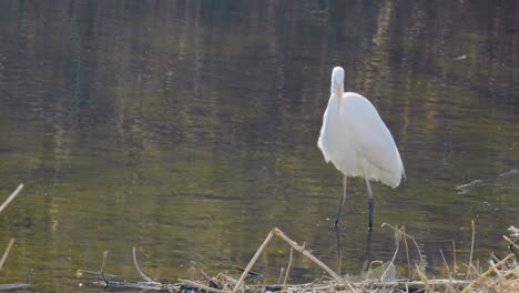 great white egret or heron standing in a pond and drink water - backlit