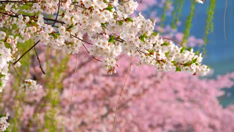 la flor de los cerezos sakura