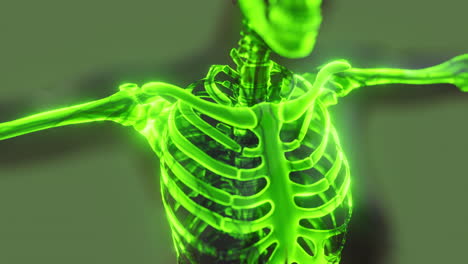 Sichtbare-Illustrierte-Menschliche-Skelettknochen