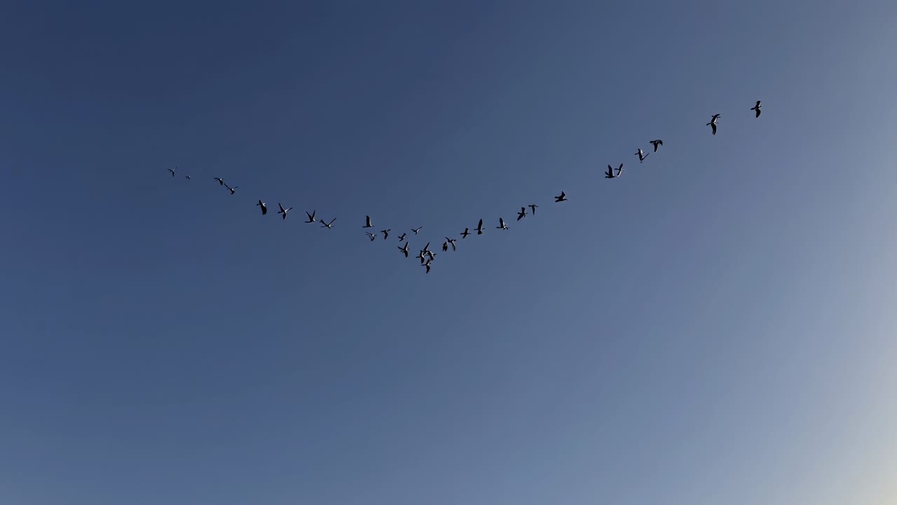 Aerial view video capturing a flock of birds flying in a V-formation against a clear blue sky