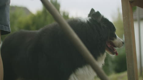 handheld shot of an australian shepherd dog in the garden with his owner, owner using a broom to clean the terrace from debris