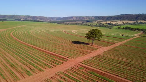 aerial pan over sugar cane plantation with red dirt roads crossing and a big tree in the center