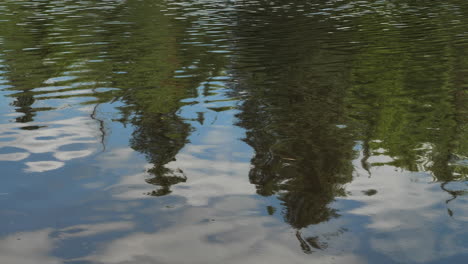 Reflejo-De-árboles-Y-Ondas-En-El-Agua-Del-Lago