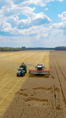 agriculture machinery working on field. combine harvester pouring dry seeds into tractor trailer. yellow field under blue sky at harvest season. panoramic view. vertical video