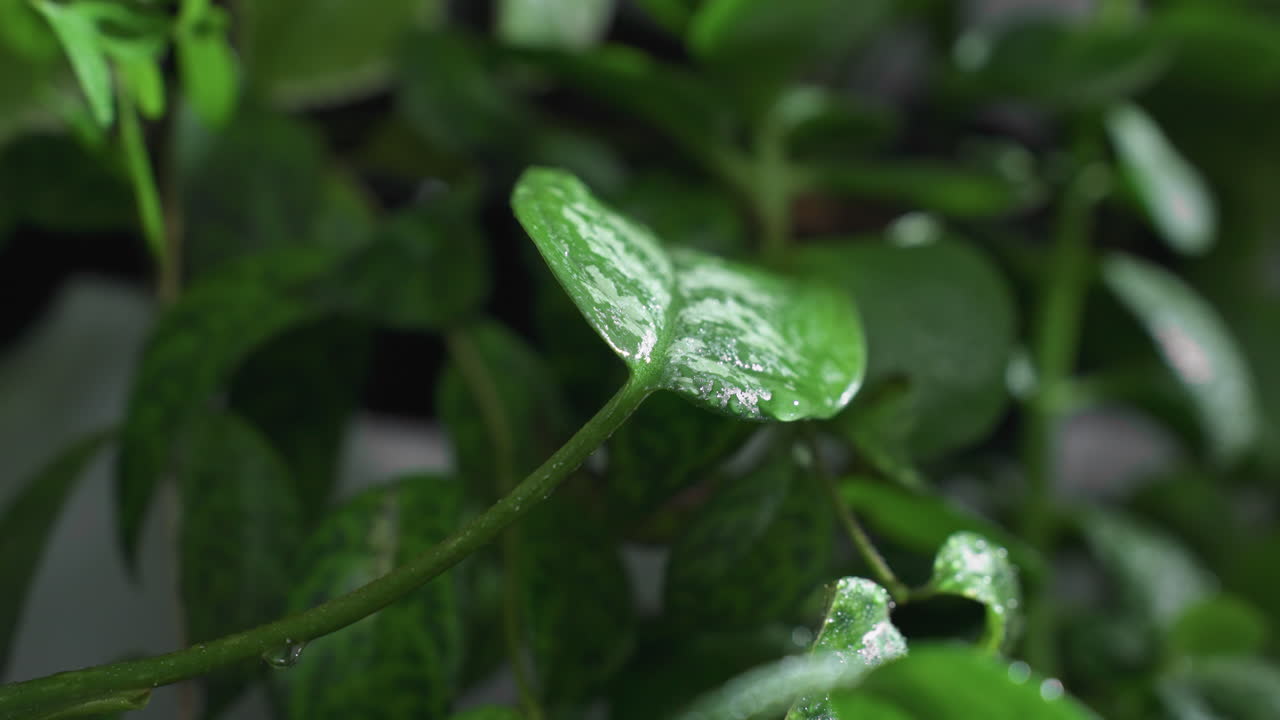 Close up shot of dew covered vibrant green leaf glistening under delicate mist spray, showcasing water droplets clinging to textured surface for botanical freshness in serene indoor garden setting