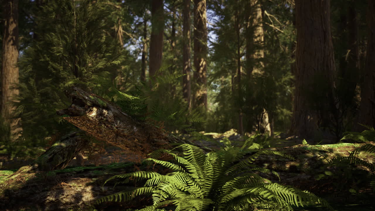 Enchanted forest landscape revealing natural beauty in sunlight