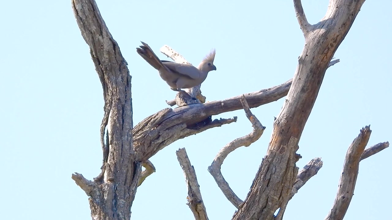 Uccello Go-Away Grigio appollaiato su un albero, che mostra le sue piume grigie sullo sfondo del paesaggio arido.