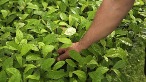 person picking a yerba mate plant from a seed tray with roots and soil