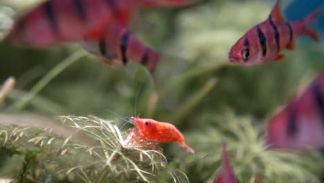 Orangefarbene-Garnelen-Zwischen-Tropischen-Fischen-Im-Aquarium-Auf-Der-Suche-Nach-Nahrung,-Nahaufnahme