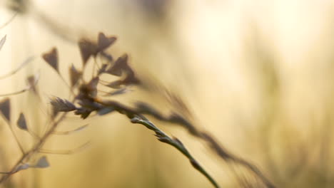 from left to right, a close-up shot of grasses and wild vegetation