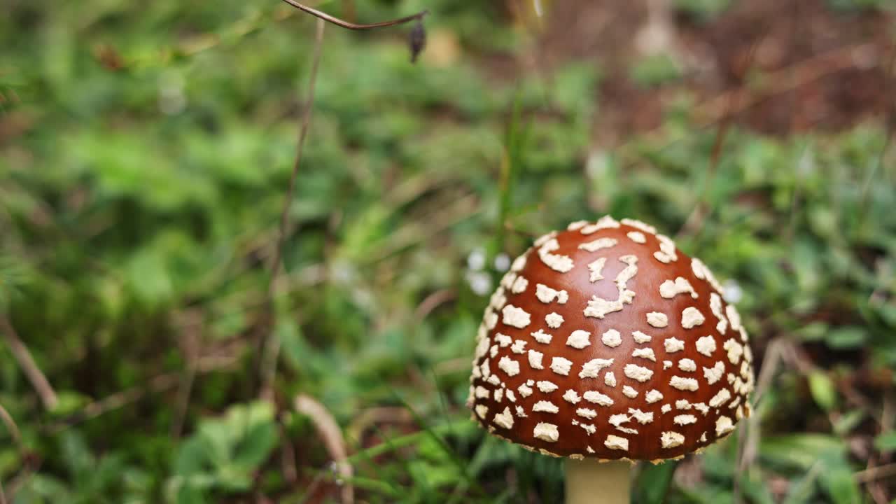 A Panther Cap Mushroom Growing In The Meadow