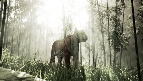 tigre en la selva de niebla
