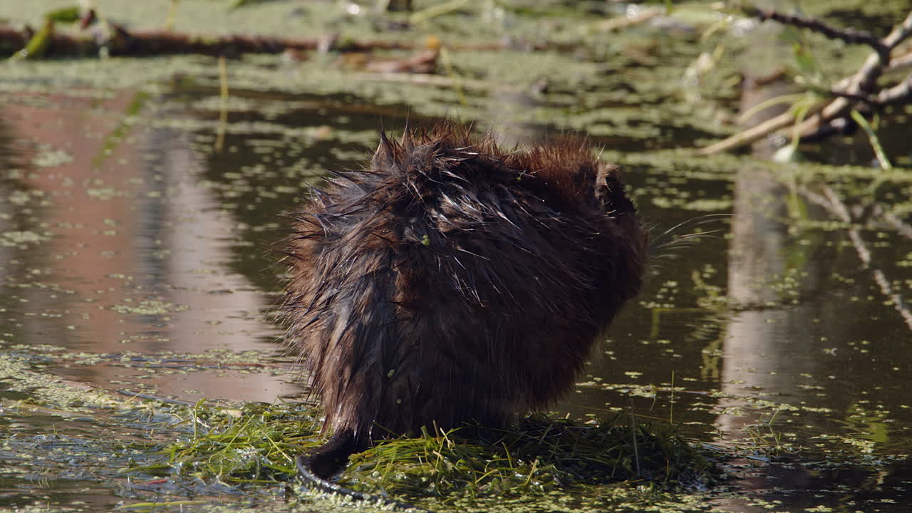 Chubby muskrat rubs oil in to fur to help waterproof it, pond close up