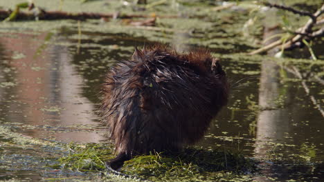 chubby muskrat rubs oil in to fur to help waterproof it, pond close up
