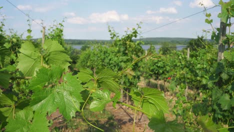 Viñedo-Werderaner-Wachtelberg-En-Río-Havel-En-Werder