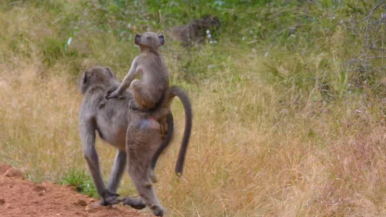 Baboon with baby on back walks along dirt road in Kruger Park