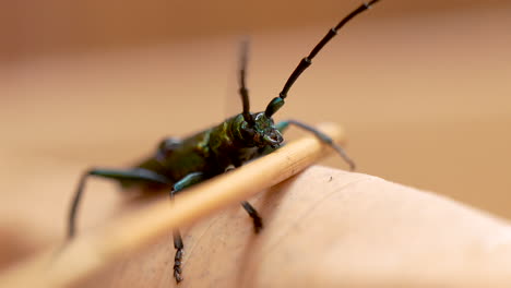 Aromia-Moschata:-Longhorn-Beetle-on-Wooden-Edge