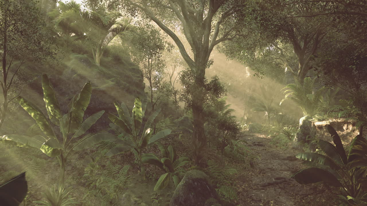 Sunlight filters through trees in a lush tropical forest during morning