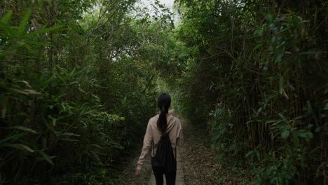 path in the middle of the forest