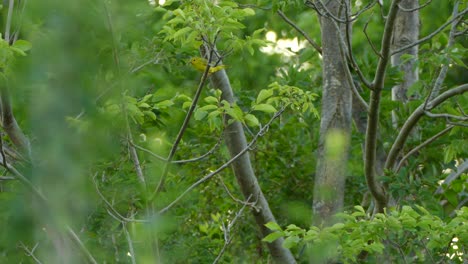 gorgeous yellow and green bird hops down a branch before taking off in the forest