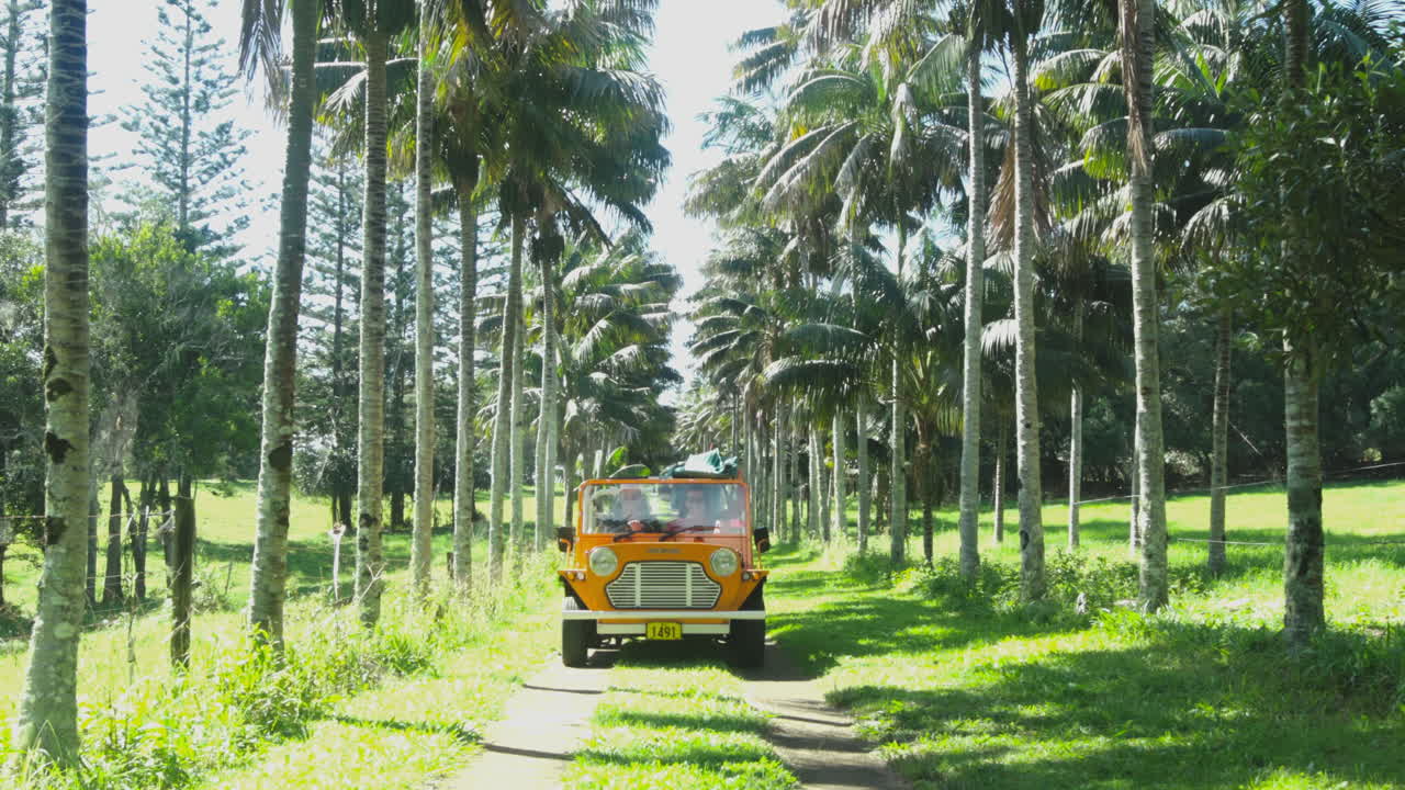 Lush palm tree-lined roads of Norfolk Island, with a yellow jeep in search of waves.