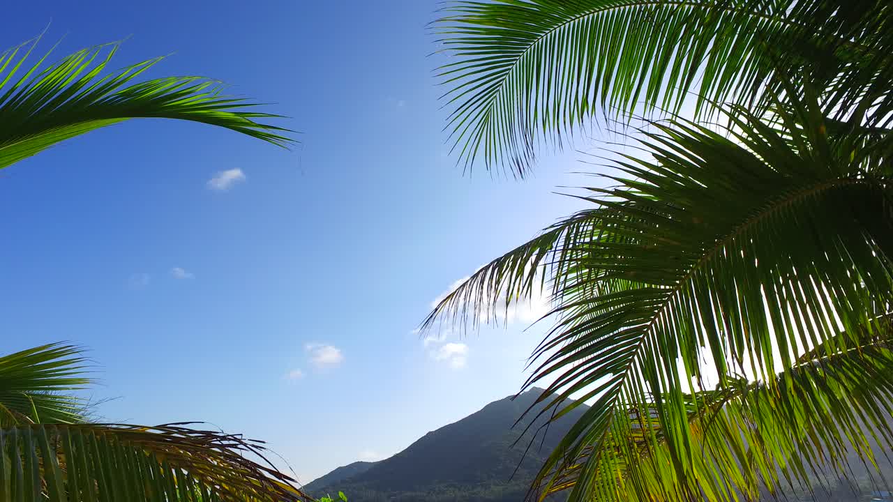 Copy-space with beautiful palm leaves on bright blue sky background and green hills of tropical forest in Philippines