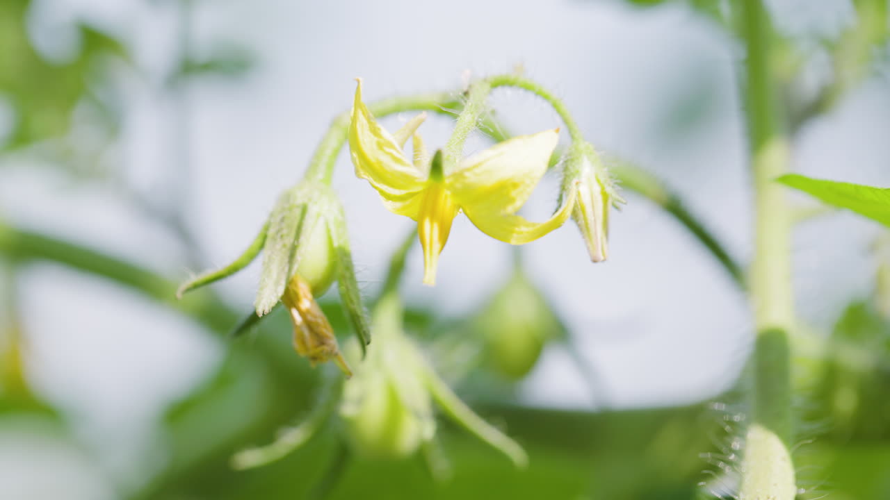 Fiori radiosi di pomodoro giallo su fogliame verde lussureggiante, simbolo di giardinaggio biologico.