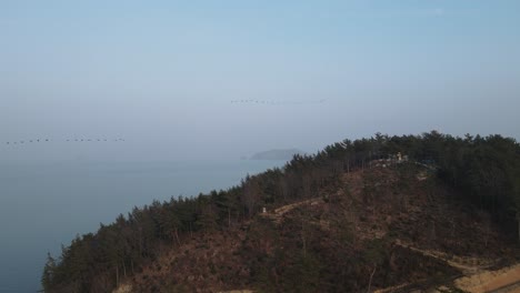 Aerial-shot-of-forest-in-forestry-area-at-Goheung,-South-Korea