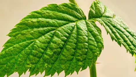 close up footage of the raspberry plant leaf