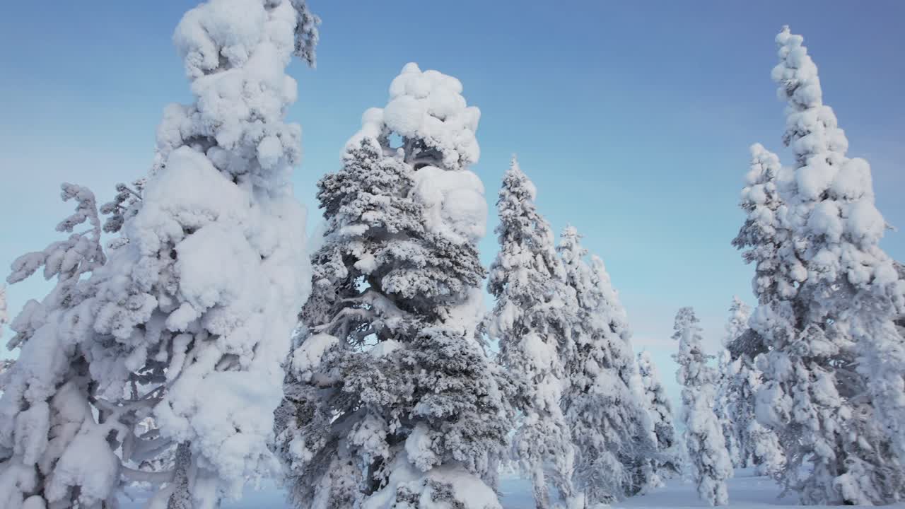 Drone sirkler rundt snødekte trær i Lappland, Finland