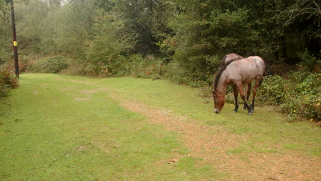 shot of two brown new forest ponies grazing on a track looking a camera