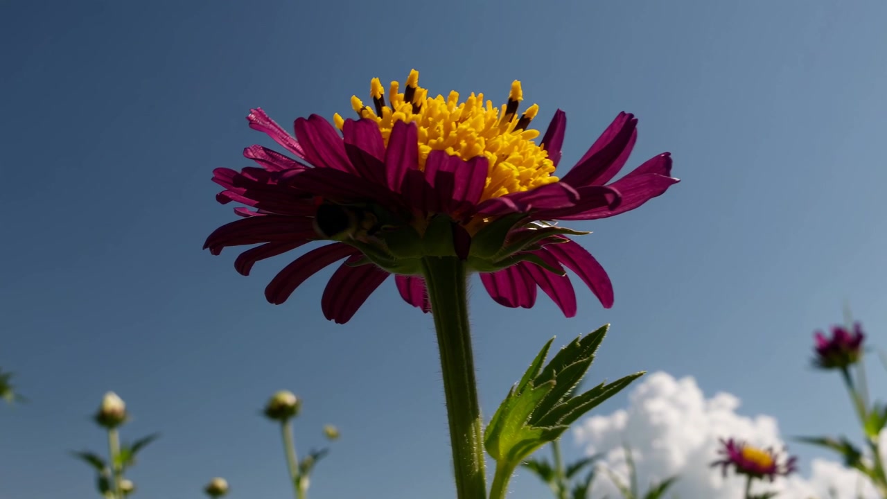 Ape che impollina un fiore viola vivace su uno sfondo di cielo azzurro limpido