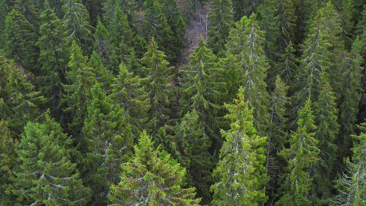 Drone footage of slowly forwarding inspection of tall and healthy spruce forest