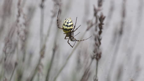 Bright-yellow-striped-spider-eats-insect-on-web-in-lavender-plant,-species-Argiope-lobata