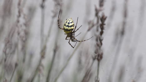 Leuchtend-Gelb-Gestreifte-Spinne-Frisst-Insekt-Im-Netz-In-Lavendelpflanze,-Art-Argiope-Lobata