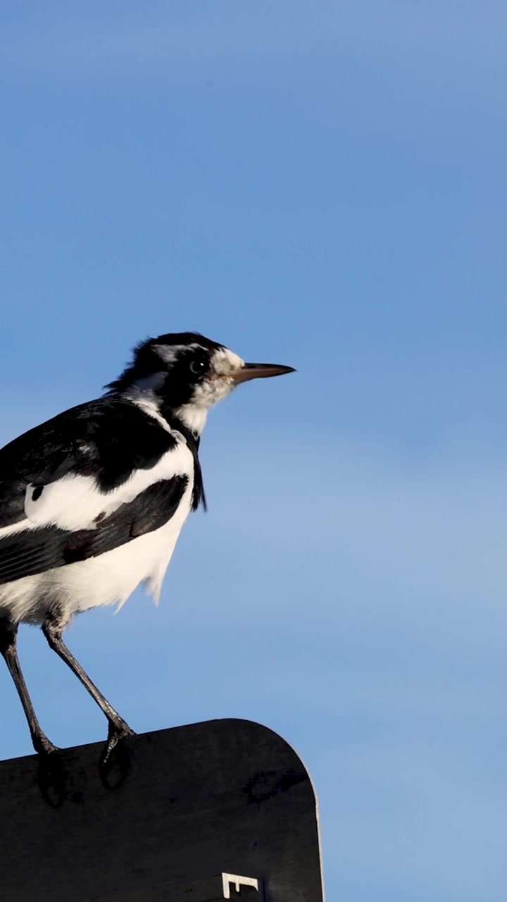 Uccello si pulisce le piume appollaiato su un palo