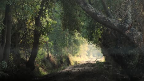 Filmische-Statische-Aufnahme-Einer-Ruhigen,-Ruhigen,-Ländlichen-Waldbaumumgebung,-Perfekt-Für-Natur--Und-Naturschutzkonzepte