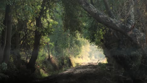 cinematic static shot of serene calm urban rural forest tree environment perfect for nature and conservation concepts