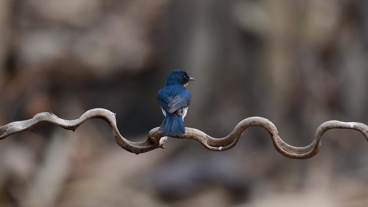 el papamoscas azul de indochina se encuentra en los bosques de las tierras bajas de tailandia, conocido por sus plumas azules y su pecho de naranja a blanco