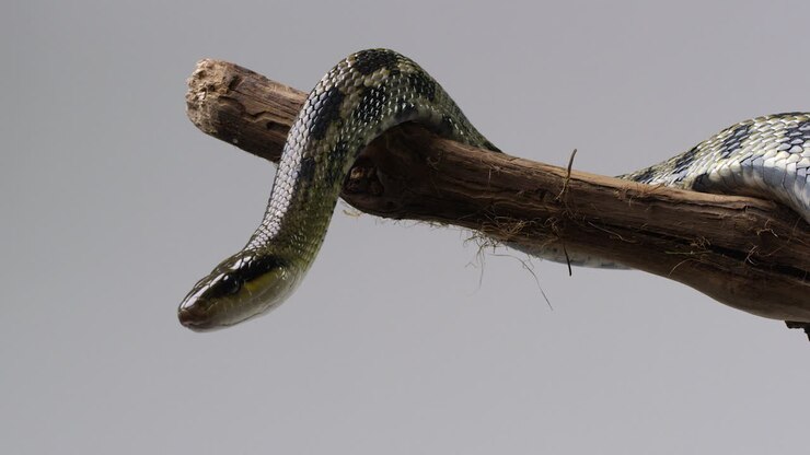 Beauty Snake wrapped around tree branch - isolated on white background