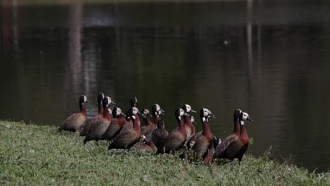 group of white-faced whistling ducks on grass by river