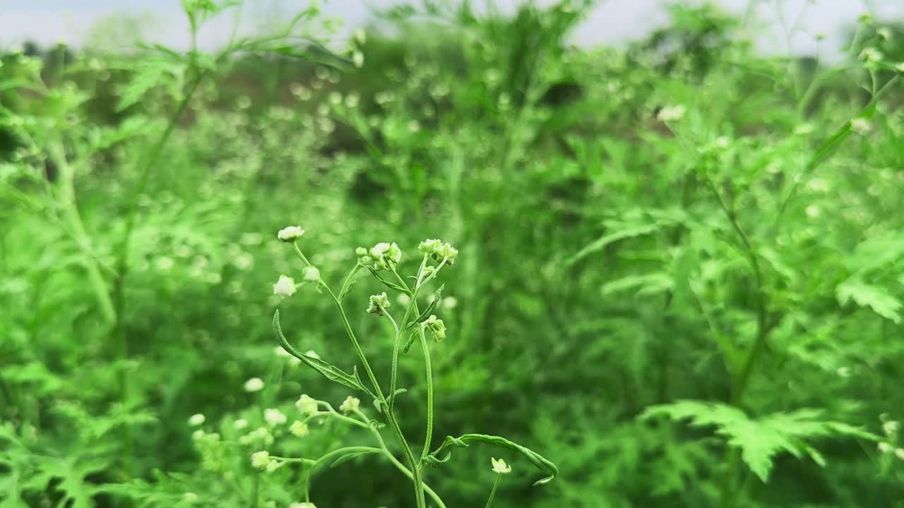 Closeup of Carrot grass weed, it's a cause of allergic respiratory problems, contact dermatitis, mutagenicity in human and livestock. A flower of Parthenium hysterophorus