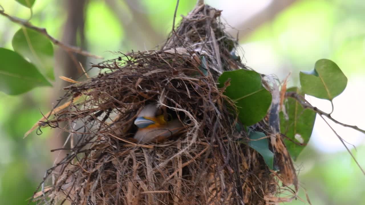 el pico ancho de pecho plateado es un ave famosa en tailandia, tanto local como internacional